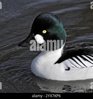 Ein Goldeneye, Bucephala clangula, schwimmt auf einem lokalen Teich. Nahaufnahme und gut fokussiert mit Augen- und Wangenfleck deutlich sichtbar. Büffelgans. Stockfoto