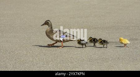 Eine weibliche Stockente, Anas platyrhynchos, überquerte mit ihren Enten den Parkplatz des Zoos und folgte einem weiteren flauschigen gelben Entlein. Wir konzentrieren uns darauf. Stockfoto