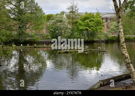 Zwölf kanadische Gänse standen auf einem Wellenbrecher in einem Reservoir im Etherow Country Park in Cheshire. Eine ruhige Szene bei einer redundanten Industriewasserversorgung. Stockfoto