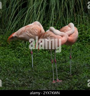 Drei chilenische Flamingos, Phoenicopterus chilensis, ruhend oder schlafend, während sie am Teich stehen. Nahaufnahme und gut fokussiert. Stockfoto