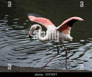 Ein großer Flamingo, Phoenicopterus roseus, steht im Wasser mit ausgestreckten Flügeln und gerolltem Hals. Nahaufnahme gut fokussiert mit guten Details. Stockfoto