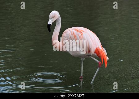 Ein einziger, gut fokussierter chilenischer Flamingo, Phoenicopterus chilensis, steht in etwa 8 cm Wasser. Zentral platziert und der Hintergrund ist Wasser. Stockfoto