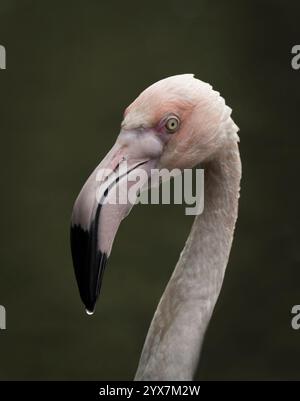 Ein Kopfschuss eines größeren Flamingos, Phoenicopterus roseus. Sein Kopf ist nass und am Ende des Schnabels tropft ein Tropfen. Hat einen unscharfen Hintergrund. Stockfoto