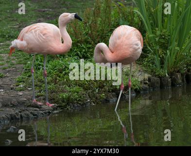 Zwei stehende chilenische Flamingos, Phoenicopterus chilensis. Ein Vogel ist im Wasser und der andere ist am Ufer. Nahaufnahme und gut fokussiert. Stockfoto