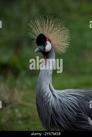 Ein nach vorne gerichteter Kopf- und Schulterschuss eines grauen Krans, Balearica regulorum. Nahaufnahme und gut fokussiert. Langhalsige Eleganz und Schönheit. Stockfoto
