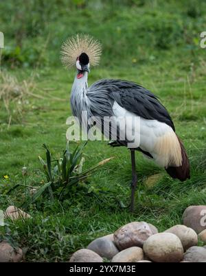 Seitenansicht eines Grau-Krans, Balearica regulorum, der auf einem Bein in rauem Grasland steht. Ein nach vorne gerichteter, wirklich eleganter Vogel. Stockfoto