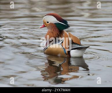 Ein Blick von hinten und von der Seite auf einen männlichen Aix galericulata, die Mandarin-Ente, die auf einem lokalen Teich schwimmt. Das ist eine gut fokussierte Nahaufnahme dieser exotischen Ente. Stockfoto