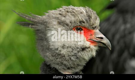 Eine gut fokussierte Seitenansicht des Kopfes einer Crested Screamer Gans, Chauna torquata, vor einem verschwommenen Hintergrund. Nahaufnahme und mit guten Details. Stockfoto