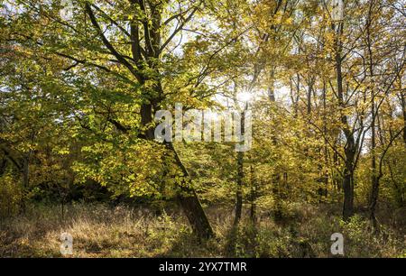 Bergahorn (Acer pseudoplatanus) im Herbst mit bunten Blättern, hintergrundbeleuchtet mit Sonnenstern, Thüringen, Deutschland, Europa Stockfoto