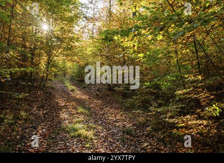 Buchenwald, Kupferbuche (Fagus sylvatica) im Herbst mit bunten Blättern, hintergrundbeleuchtet mit Sonnenstern, Thüringen, Deutschland, Europa Stockfoto