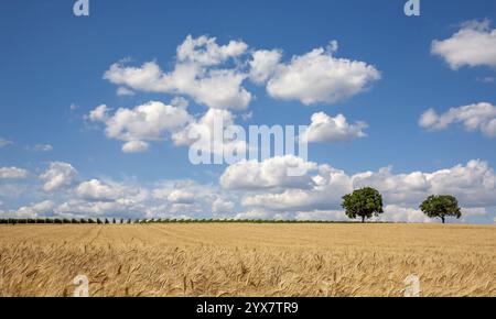 Weizenfeld mit blauem Himmel und wenigen Wolken, zwei Walnussbäume am Horizont in ruhiger Landschaft, Südpfalz, Pfalz, Rheinland-Pfalz Stockfoto