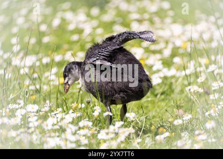 Eurasisches Küchenküken (Fulica atra) auf einer Wiese, umgeben von Gänseblümchen und Grashalmen, Nahaufnahme, Profilansicht, Flügel noch nicht voll entwickelt Stockfoto