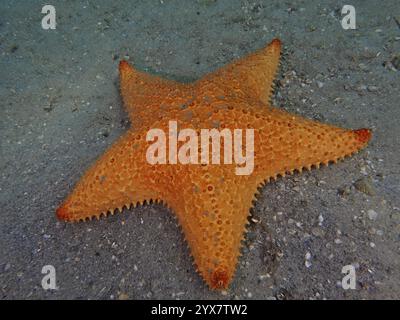 Orange Seestern, Rotes Kissen Seestern (Oreaster reticulatus), auf Sandboden im Meer, Tauchplatz Blue Heron Bridge, Phil Foster Park, Riviera Beach Stockfoto