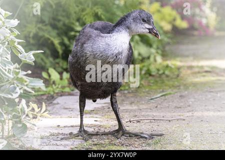 Eurasische Küken (Fulica atra) auf einem Weg stehend, Profilansicht, Nahaufnahme, links am Rande des Weges verschiedene Pflanzen, marginale Vegetation Stockfoto