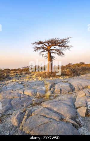 Afrikanischer Baobab oder Baobab-Baum (Adansonia digitata), bei Sonnenaufgang, Kubu Island (Lekubu), Sowa Pfanne, Makgadikgadi Salinen, Botswana, Afrika Stockfoto