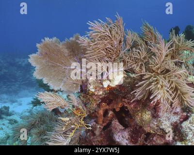 Bunte Korallen, Venus FAN (Gorgonia ventalina) und amerikanische Gorgonien (Antillogorgia americana) in einem klaren blauen Ozean, Tauchplatz John Pennekamp Stockfoto