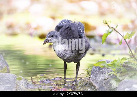 Eurasische Kühe (Fulica atra) im Wasser stehend, Flügel ausgebreitet, Frontansicht, Hintergrund verschwommen, Zweig mit Blättern rechts, Dortmund, NOR Stockfoto