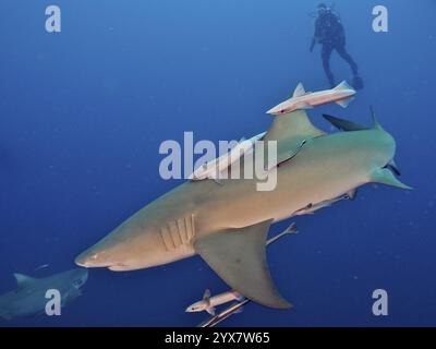 Der Taucher trifft auf einen Zitronenhai (Negaprion brevirostris) mit dem Schiffshalter (Echeneidae) im tiefen Ozean, Tauchplatz Lemon Drop, Jupiter, Florida, USA Stockfoto