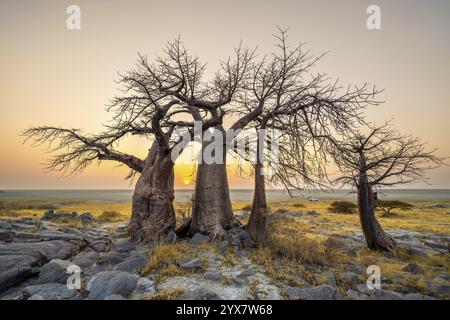 Afrikanischer Baobab oder Baobab-Baum (Adansonia digitata), mehrere Bäume bei Sonnenaufgang, Kubu Island (Lekubu), Sowa Pfanne, Makgadikgadi Salinen, Botswana, Afrika Stockfoto