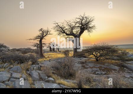 Afrikanischer Baobab oder Baobab-Baum (Adansonia digitata), mehrere Bäume bei Sonnenaufgang, Kubu Island (Lekubu), Sowa Pfanne, Makgadikgadi Salinen, Botswana, Afrika Stockfoto