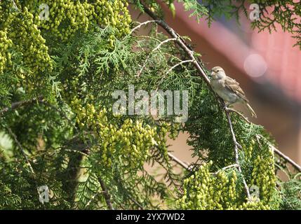 Haussperling (Passer domesticus), Haussperling, Spatel, Weibchen sitzend auf einem grünen Zweig, Thuja occidentalis mit gelb-grünen frischen Kegeln, Früchte Stockfoto