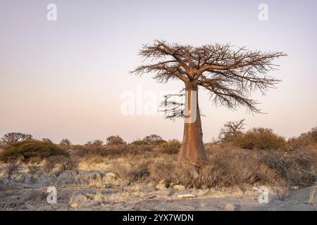 Afrikanischer Baobab oder Baobab-Baum (Adansonia digitata), bei Sonnenaufgang, Kubu Island (Lekubu), Sowa Pfanne, Makgadikgadi Salinen, Botswana, Afrika Stockfoto