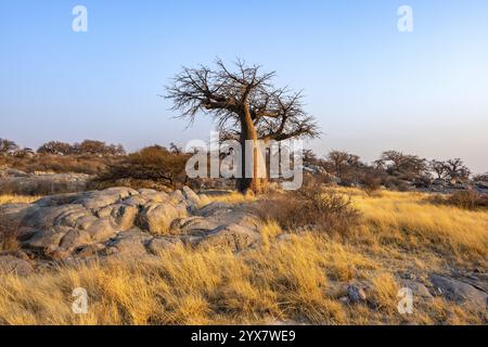 Afrikanischer Baobab oder Baobab-Baum (Adansonia digitata), bei Sonnenaufgang, Kubu Island (Lekubu), Sowa Pfanne, Makgadikgadi Salinen, Botswana, Afrika Stockfoto