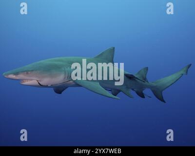 Seitenansicht eines Zitronenhais (Negaprion brevirostris) mit einem Fischhaken im Mund, gleitet durch das tiefblaue Wasser, Tauchplatz Lemon Drop, Jupiter, Stockfoto