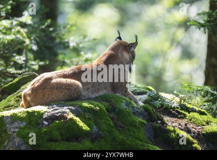 Eurasischer Luchs (Lynx Luchs) liegt auf einem moosbedeckten Felsen im Wald, gefangen, Deutschland, Europa Stockfoto