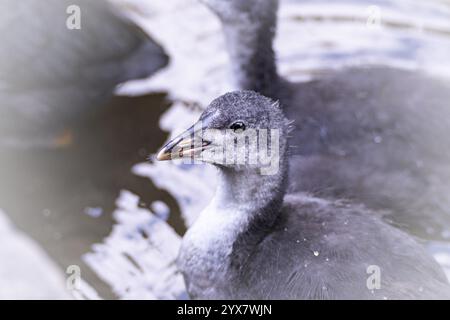 Eurasische Coot-Küken (Fulica atra) spielen im Wasser, Vogelperspektive, Nahaufnahme, Draufsicht, Geschwister verschwimmen im Hintergrund, Dortmund, Nordrhein Stockfoto