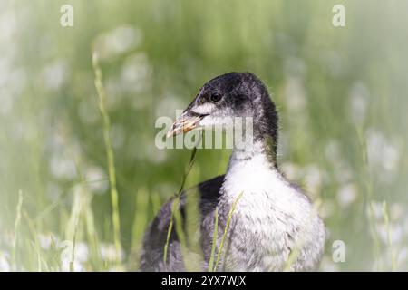 Eurasische Küken (Fulica atra) stehen auf einer Wiese, umgeben von Gänseblümchen, Nahaufnahme, Profilansicht, Hintergrund grün verschwommenes Gras, Dortmund, Nord R Stockfoto