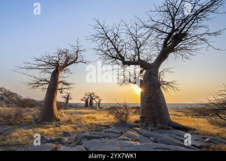 Afrikanischer Baobab (Adansonia digitata), mehrere Bäume bei Sonnenaufgang, Sonnenstern, Kubu Island (Lekubu), Sowa Pfanne, Makgadikgadi Salinen, Botswana, Afrika Stockfoto