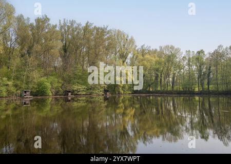 Alter Rheinarm bei Jockgrim im Frühjahr, Pfalz, Rheinland-Pfalz, Deutschland, Europa Stockfoto