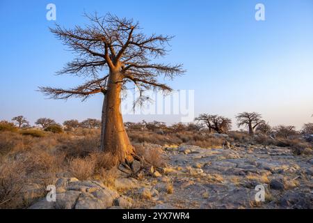 Afrikanischer Baobab oder Baobab-Baum (Adansonia digitata), bei Sonnenaufgang, Kubu Island (Lekubu), Sowa Pfanne, Makgadikgadi Salinen, Botswana, Afrika Stockfoto