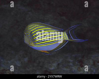 Exotischer blauer Streifen Chirurgenfisch (Acanthurus lineatus) mit Streifen schwimmen in dunkler Unterwasserumgebung, Tauchplatz SD, Nusa Ceningan, Nusa Penida, B Stockfoto