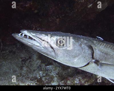 Nahaufnahme eines Fisches mit scharfen Zähnen, Great Barracuda (Sphyraena barracuda), in einer dunklen Umgebung, Tauchplatz Blue Heron Bridge, Phil Foster Park, Rivi Stockfoto