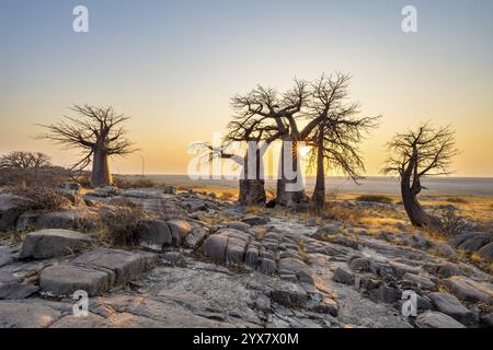 Afrikanischer Baobab (Adansonia digitata), mehrere Bäume bei Sonnenaufgang, Sonnenstern, Kubu Island (Lekubu), Sowa Pfanne, Makgadikgadi Salinen, Botswana, Afrika Stockfoto