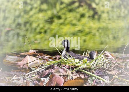 Eurasische Küken (Fulica atra) zwei auf Nest im Wasser liegend, braune Blätter und grüne Grashalme, Hintergrund verschwommen, Dortmund, Nordrhein-Westp Stockfoto