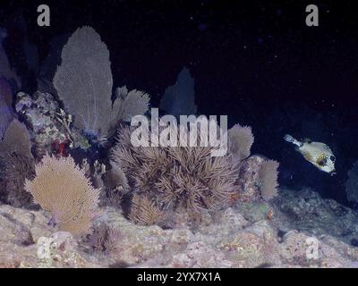 Nachtaufnahme von verschiedenen Weichkorallen und Venus-Fans (Gorgonia ventalina) mit einem Perlenboxfisch (Lactophrys Triqueter), der am Tauchplatz John Pennekam vorbeischwimmt Stockfoto