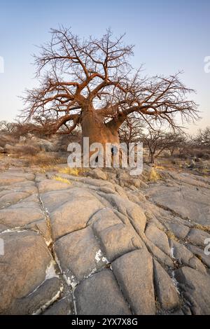 Touristen vor einem großen Baobab, afrikanischen Baobab oder Baobab Baum (Adansonia digitata), bei Sonnenaufgang, Kubu Island (Lekubu), Sowa Pfanne, Makgadikgadi Salz Stockfoto