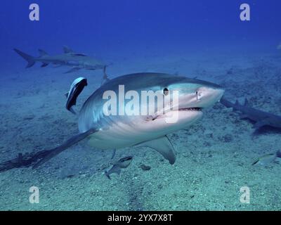 Ein Tigerhai (Galeocerdo cuvier) im Ozean wird von mehreren Schiffshaltern (Echeneidae) begleitet, Tauchplatz Bonair, Jupiter, Florida, USA, North Amer Stockfoto