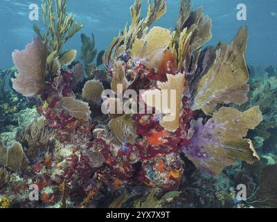 Verschiedene Korallenformationen mit Venus-Fans (Gorgonia ventalina) erstrecken sich im blauen Meer, Tauchplatz John Pennekamp Coral Reef State Park, Key Stockfoto