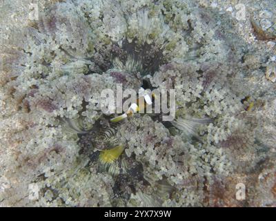 Ein junger Clark's Anemonfisch (Amphiprion clarkii) versteckt sich in einer großen Glasperlenanemone (Heteractis aurora), Tauchplatz Twin Reef, Penyapangan, Bali, Stockfoto