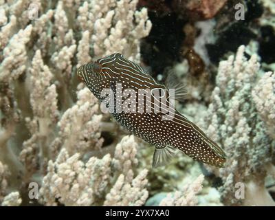 Ein gestreifter und gefleckter Fisch, Augentopf-Pufferfisch (Canthigaster solandri), Schwimmen in der Nähe von Weichkorallen, Tauchplatz in der Nähe von Begegnungen, Permuteran, Bali, Indon Stockfoto