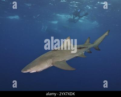 Ein Zitronenhai (Negaprion brevirostris) schwimmt in der Nähe eines Tauchers im tiefblauen Ozean, Tauchplatz Lemon Drop, Jupiter, Florida, USA, Nordamerika Stockfoto