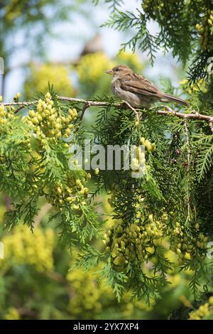 Haussperling (Passer domesticus), Haussperling, Spatel, Weibchen sitzend auf einem grünen Zweig, Thuja occidentalis mit gelb-grünen frischen Kegeln, Früchte Stockfoto