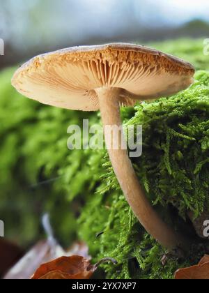 Pilzhäufung (Galerina), verschwommener Hintergrund, Nordrhein-Westfalen, Deutschland, Europa Stockfoto