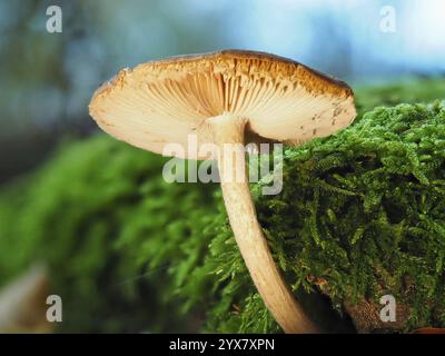 Pilzhäufung (Galerina), verschwommener Hintergrund, Nordrhein-Westfalen, Deutschland, Europa Stockfoto