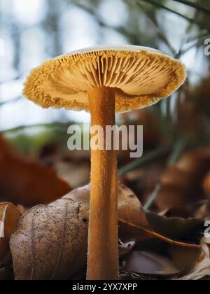 Pilzhäufung (Galerina), verschwommener Hintergrund, Nordrhein-Westfalen, Deutschland, Europa Stockfoto