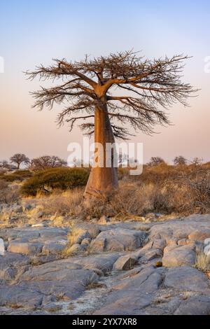 Afrikanischer Baobab oder Baobab-Baum (Adansonia digitata), bei Sonnenaufgang, Kubu Island (Lekubu), Sowa Pfanne, Makgadikgadi Salinen, Botswana, Afrika Stockfoto